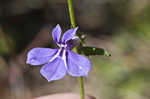 Southern lobelia